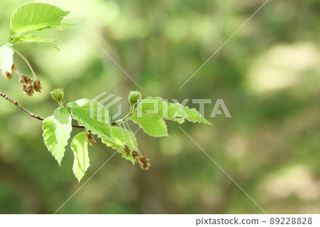 Photo, Kakunodate where beech flowers bloom: Beech flowers of a large tree and the fresh green of beech with a gentle leaf sound 89228828
