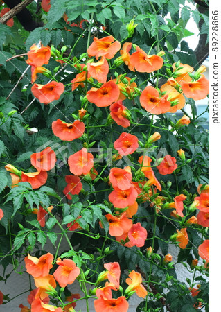 掛在森林裡的一棵樹上 89228866