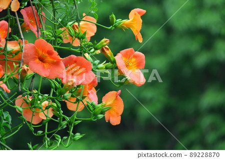Hanging on a tree in the forest 89228870