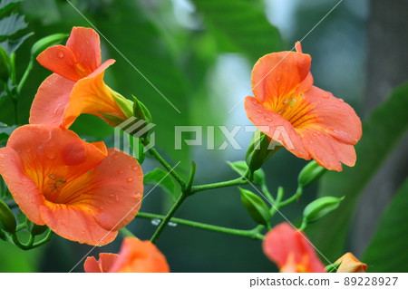 Hanging on a tree in the forest 89228927