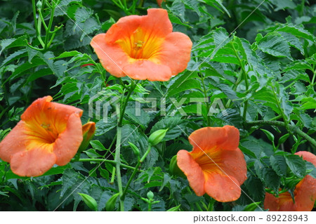 Hanging on a tree in the forest 89228943