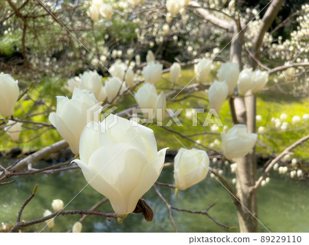 春暖花開的栗林園（三月下旬，玉蘭玉蘭） 89229110