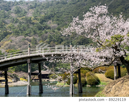 春天溫暖的栗林庭園（3月下旬，櫻花盛開） 89229119