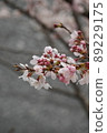 Beautiful cherry blossoms near the river 89229175