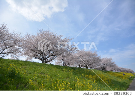 Cherry blossoms and rape blossoms 89229363