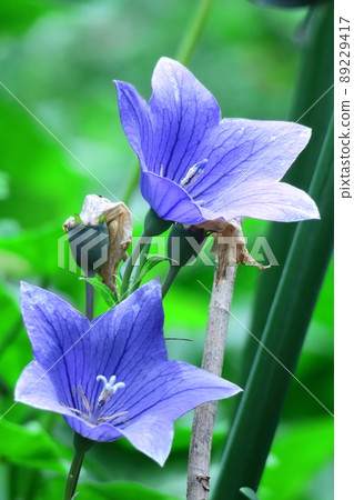 代表日本的紫色花朵 代表日本的紫色花朵 89229417