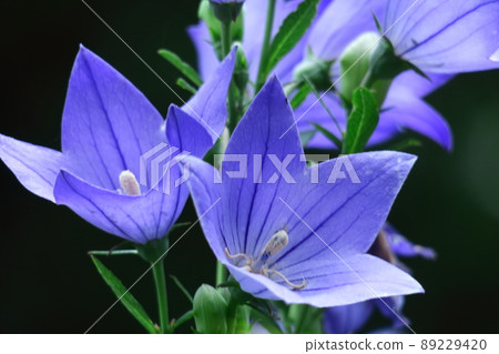 代表日本的紫色花朵 代表日本的紫色花朵 89229420