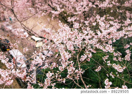 [Nara Prefecture] Mt. Yoshino cherry blossoms 89229505