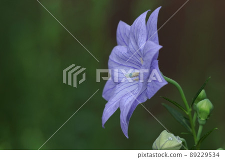 代表日本的紫色花朵 89229534