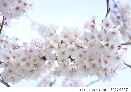 櫻桃花瓣 櫻桃花瓣 89229557