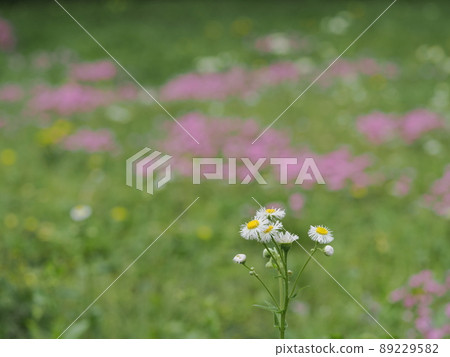 Harzion in the spring field 89229582