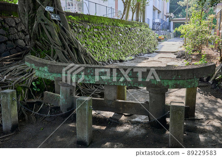 Kurokami Buried Torii and Ficus superba tree Kurokami Buried Torii and Ficus superba tree 89229583