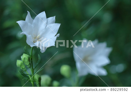 Purple flowers that represent Japan Purple flowers that represent Japan 89229592