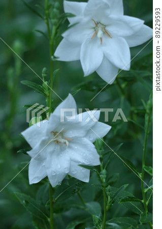 Purple flowers that represent Japan Purple flowers that represent Japan 89229593