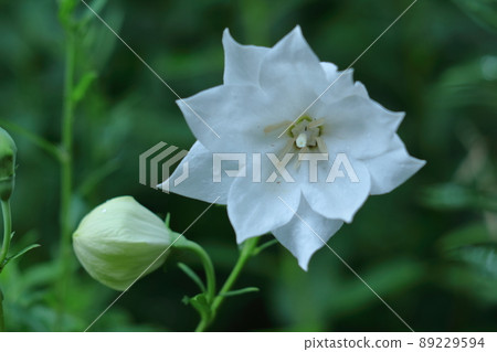 Purple flowers that represent Japan 89229594