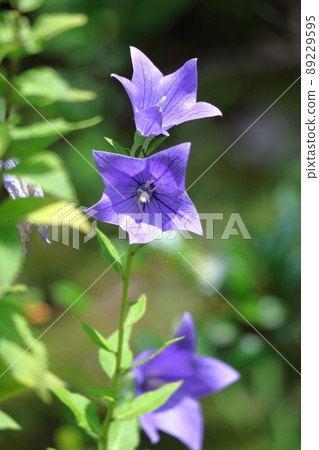 Purple flowers that represent Japan 89229595