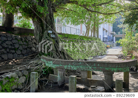 Kurokami Buried Torii and Ficus superba tree 89229609