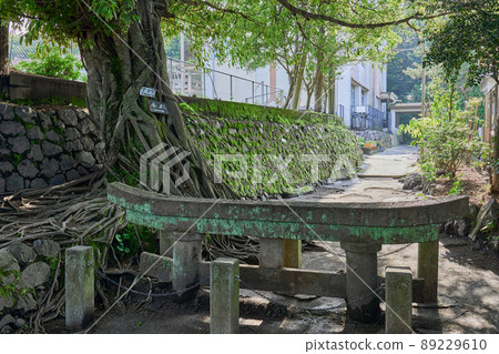 Kurokami Buried Torii and Ficus superba tree 89229610