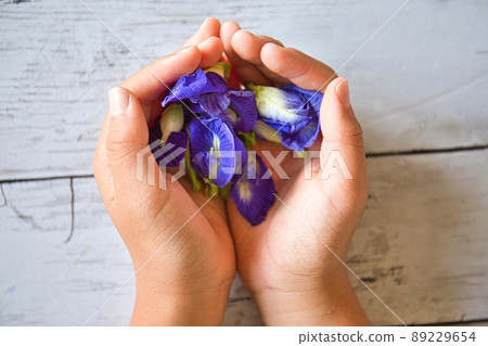 Butterfly pea Butterfly pea 89229654