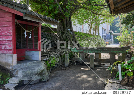 Kurokami Buried Torii and Ficus superba tree 89229727