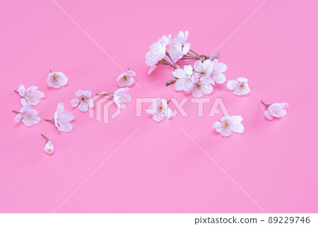 Blooming cherry blossoms isolated on pink background. Traditional japanese flower. Blooming cherry blossoms isolated on pink background. Traditional japanese flower. 89229746