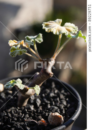 在冬季型植物中流行的球莖植物 在冬季型植物中流行的球莖植物 89229751