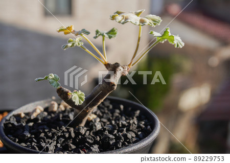 在冬季型植物中流行的球莖植物 在冬季型植物中流行的球莖植物 89229753