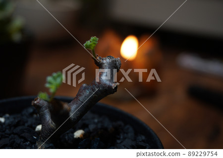 Bulbous plant popular in winter type plants Bulbous plant popular in winter type plants 89229754