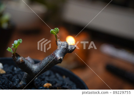 在冬季型植物中流行的球莖植物 89229755