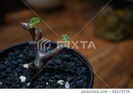 在冬季型植物中流行的球莖植物 在冬季型植物中流行的球莖植物 89229756