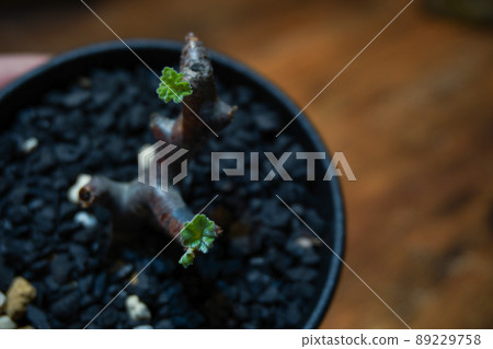 在冬季型植物中流行的球莖植物 在冬季型植物中流行的球莖植物 89229758