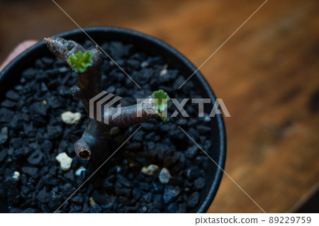 在冬季型植物中流行的球莖植物 在冬季型植物中流行的球莖植物 89229759