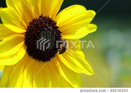 太陽之花 太陽之花 89230103