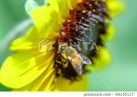 Flower of the sun Flower of the sun 89230127