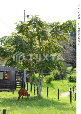 Goat in Gongendo Park 89230320