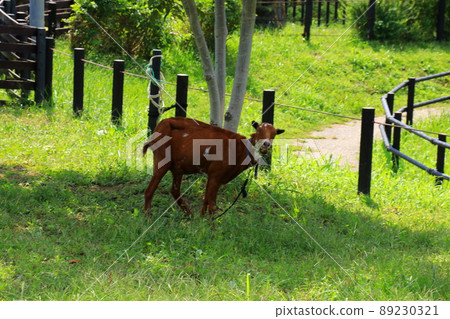 權道公園的山羊 89230321