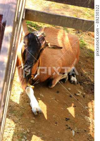 權道公園的山羊 89230322