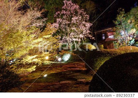 Kyoto Sennyuji Temple Unryu-in Illumination and Sakura 89230337