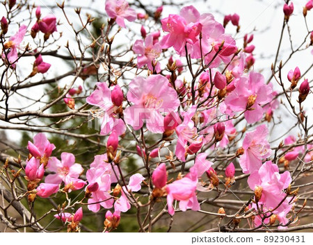 Flower of Akayashio 89230431