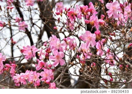Flower of Akayashio 89230433
