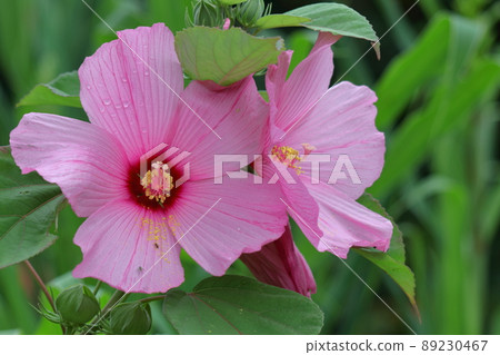 芙蓉般的花 89230467