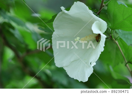 Hibiscus-like flowers 89230471
