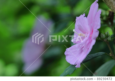 芙蓉般的花 89230472