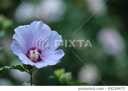 芙蓉般的花 89230473