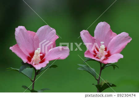 芙蓉般的花 89230474