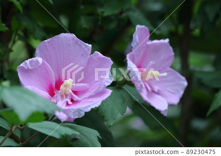 芙蓉般的花 89230475