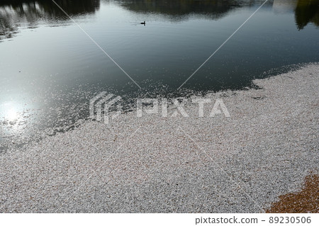 A landscape only in a limited season where the petals of cherry blossoms are scattered and gather on the surface of the water to form a flower raft. A landscape only in a limited season where the petals of cherry blossoms are scattered and gather on the surface of the water to form a flower raft. 89230506