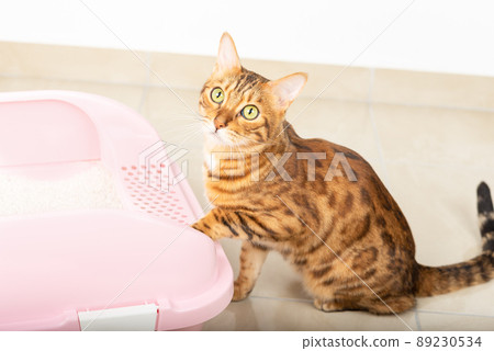 Adorable cat looking at the camera while sitting in front of a plastic cat litter box 89230534