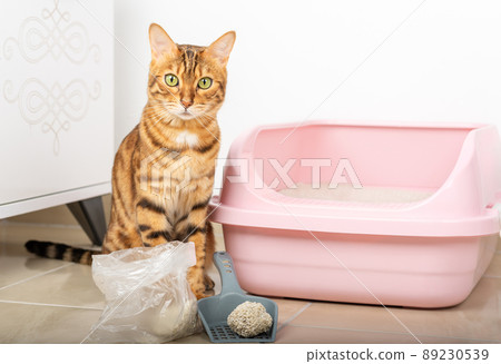 Domestic cat and scoop with clumping filler. Domestic cat and scoop with clumping filler. 89230539