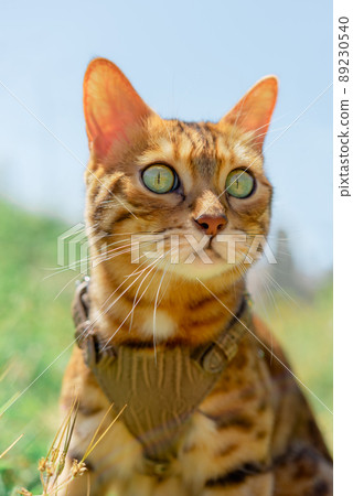 Portrait of a Bengal cat against the sky and green grass. Portrait of a Bengal cat against the sky and green grass. 89230540